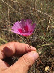 Clarkia amoena