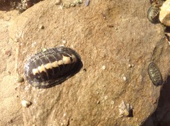 Ischnochiton maorianus