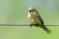 Sporophila cinnamomea