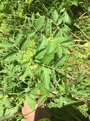 Angelica californica