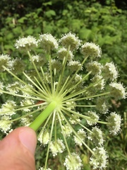 Angelica californica