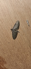 Eupithecia tripunctaria