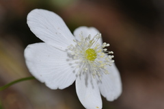Anemonastrum deltoideum