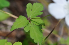 Anemonastrum deltoideum