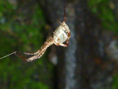 Episinus