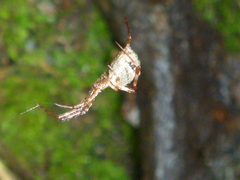 Episinus
