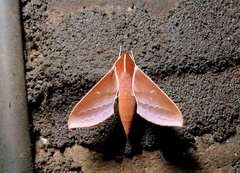 Theretra pallicosta