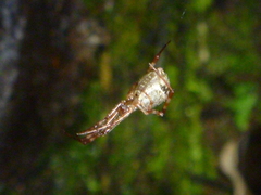 Episinus