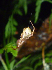 Episinus