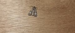 Mesoligia furuncula