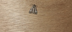 Mesoligia furuncula