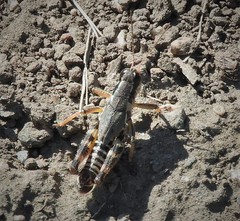 Melanoplus dawsoni