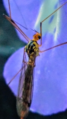 Nephrotoma flavipalpis