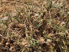 Plantago sempervirens