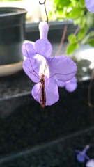 Nephrotoma flavipalpis