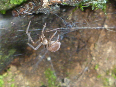 Megadictyna thilenii