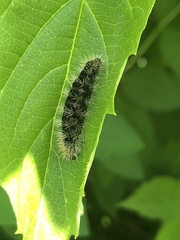 Acronicta impressa