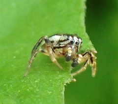 Pelegrina flavipes