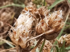 Plantago sempervirens
