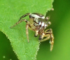 Pelegrina flavipes
