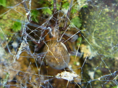 Megadictyna thilenii