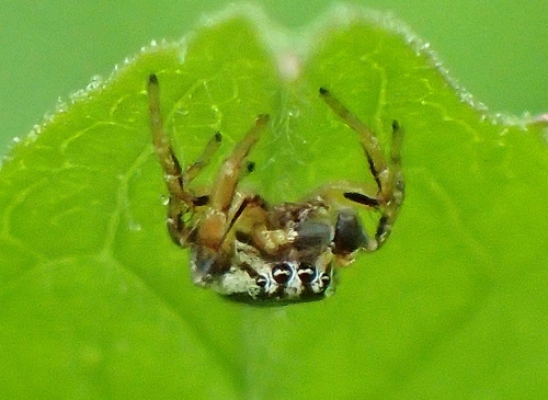 Yellowleg Jumping Spider