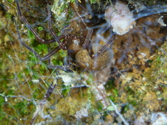 Megadictyna thilenii