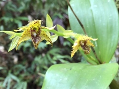 Dendrobium macrophyllum