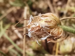 Plantago sempervirens