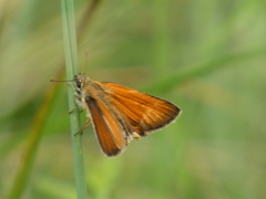 Thymelicus sylvestris
