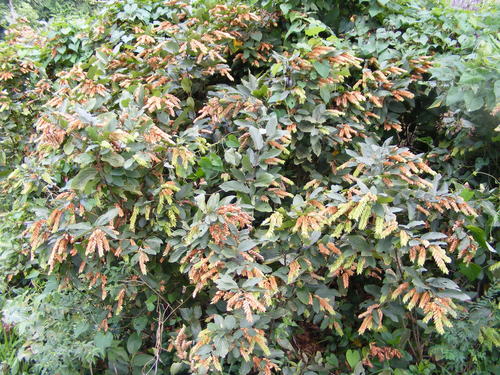 Flemingia strobilifera iNat (1)