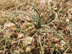 Plantago sempervirens