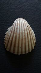 Trachycardium procerum