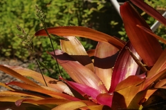 Neoregelia carcharodon