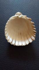 Trachycardium procerum