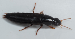 Quedius levicollis