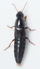 Quedius levicollis