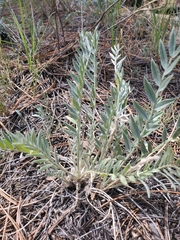 Oxytropis sericea
