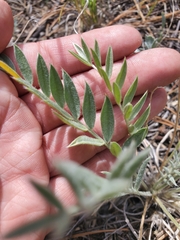 Oxytropis sericea