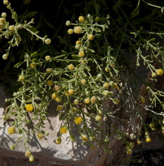 Acamptopappus sphaerocephalus