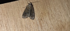 Mesoligia furuncula