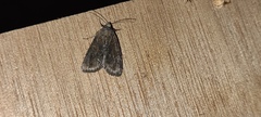Mesoligia furuncula