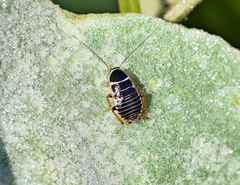 Phyllodromica