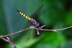 Brachydiplax