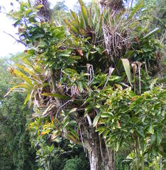 Wittmackia urbaniana