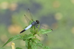 Brachydiplax farinosa