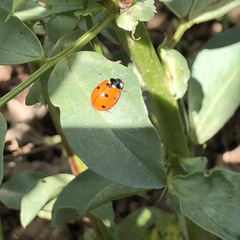 Coccinella septempunctata