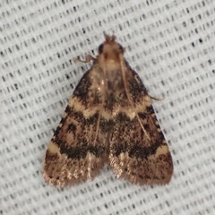 Aglossa disciferalis