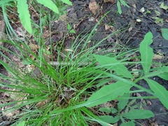 Carex seorsa