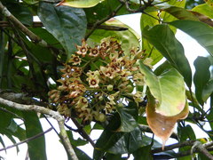 Cola acuminata